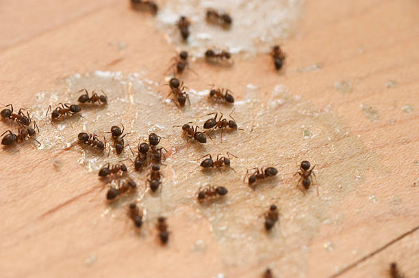 Best Residential Pest Control  in Brentwood, PA