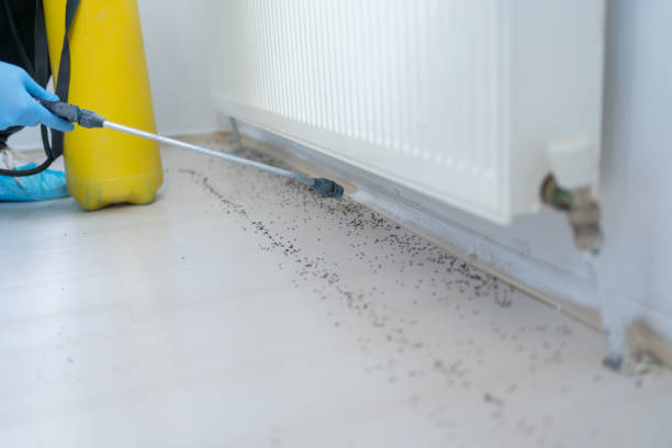 Best Affordable Pest Control Services  in Brentwood, PA
